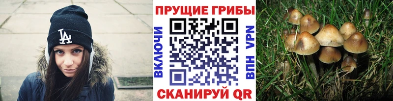Псилоцибиновые грибы Psilocybine cubensis  Купить  Ухта 